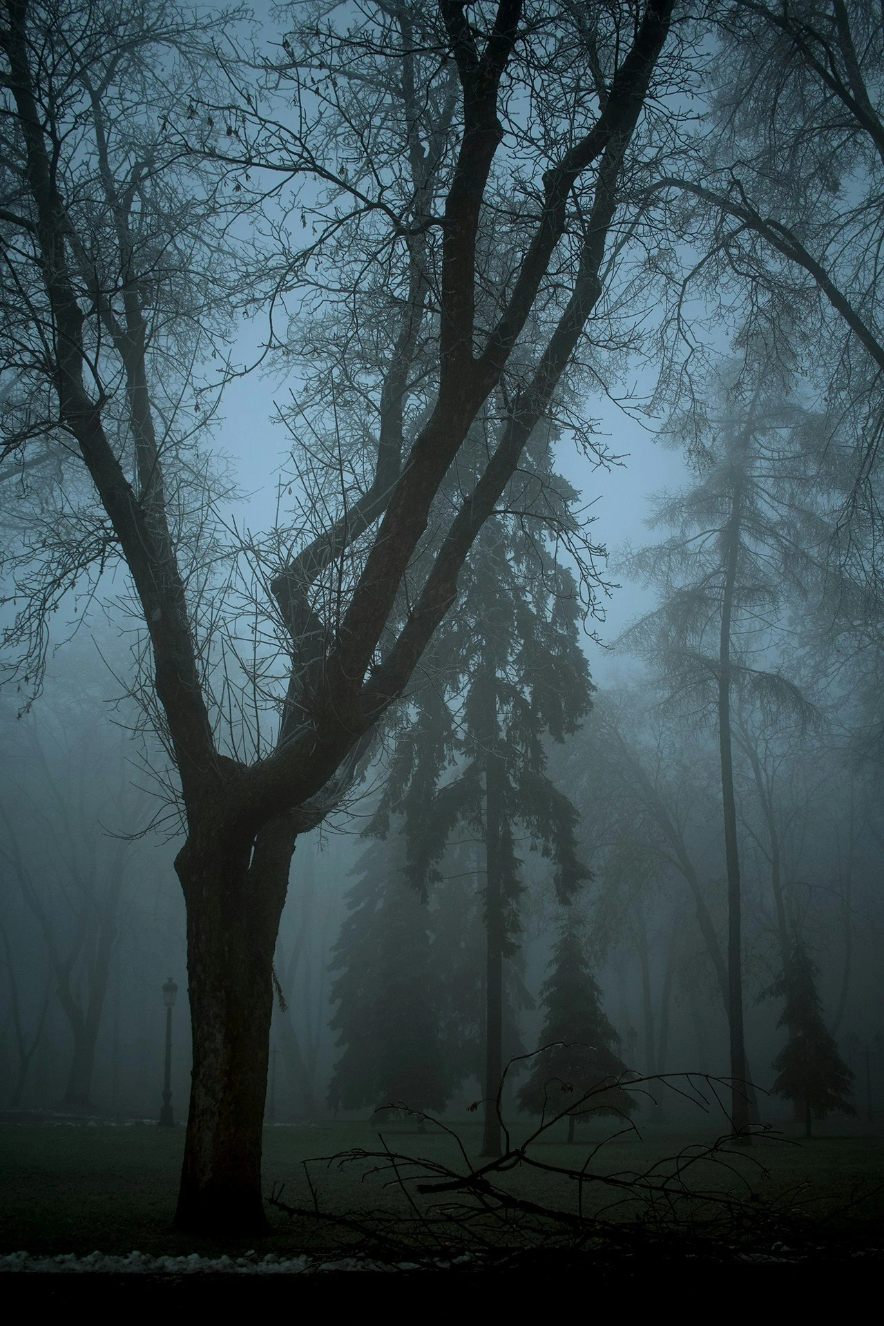 Mariinskiy park, winter
