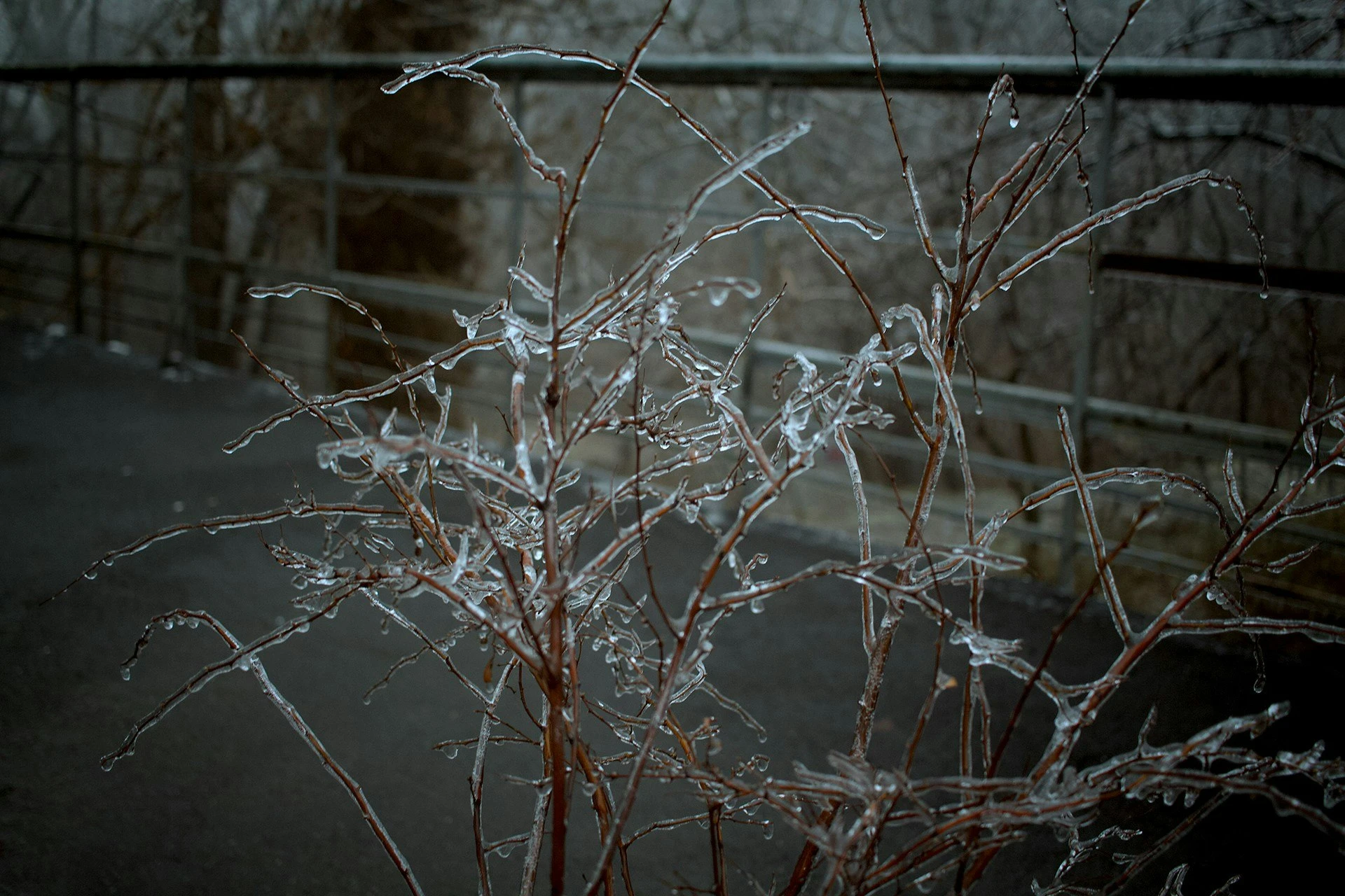 Mariinskiy park, winter