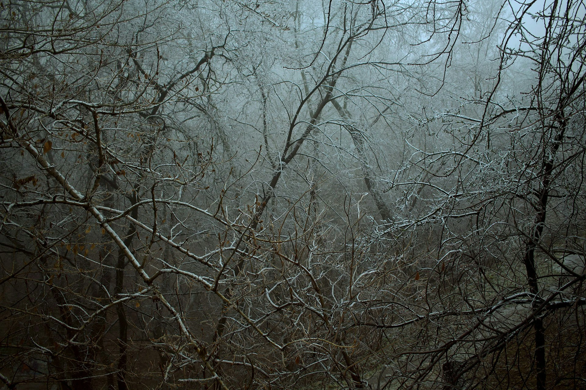 Mariinskiy park, winter