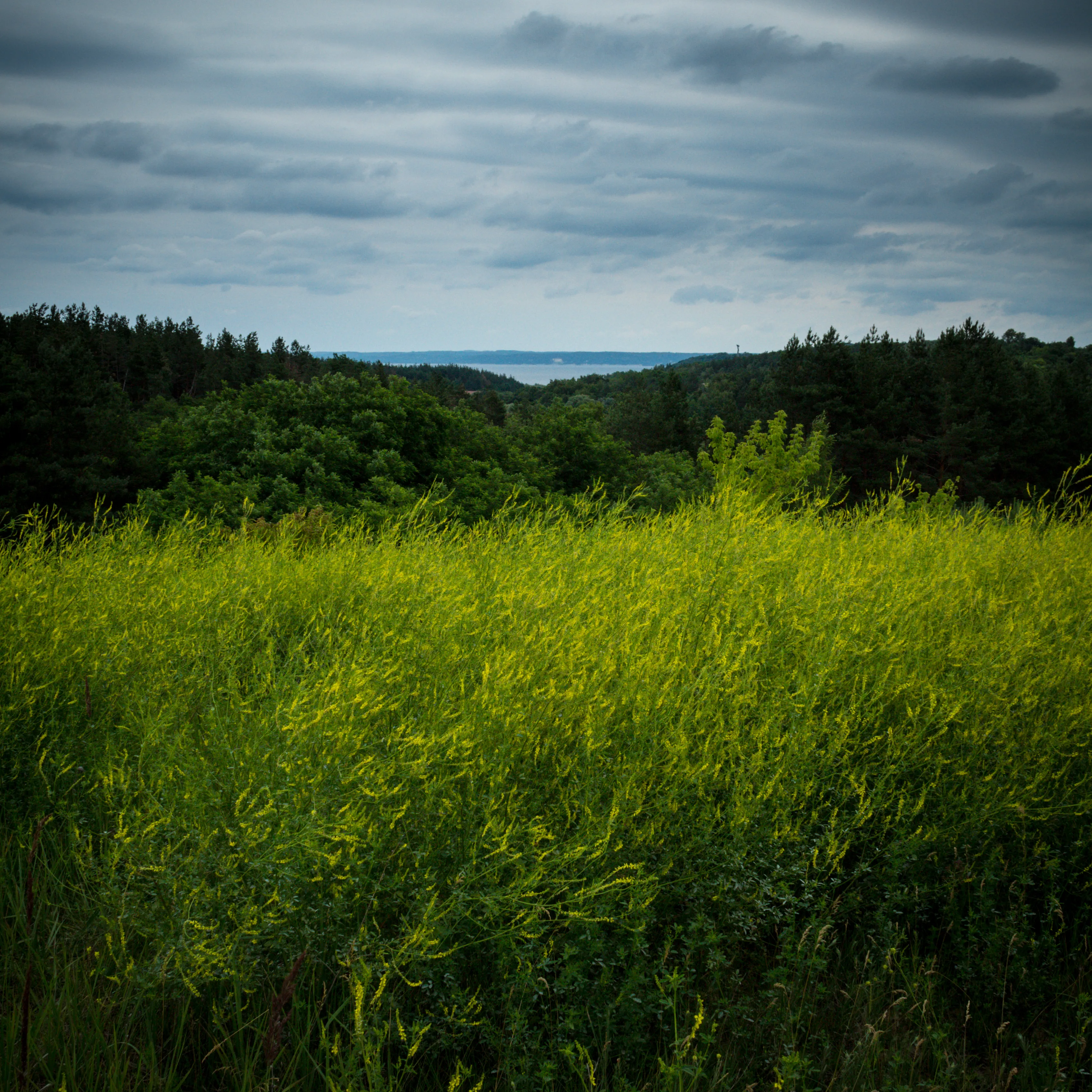 IMG 7046